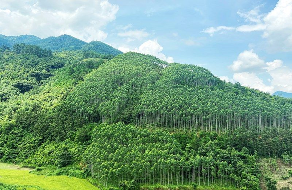 Sửa quy định về quản lý, sử dụng kinh phí sự nghiệp thực hiện Chương trình Phát triển lâm nghiệp bền vững giai đoạn 2021-2025